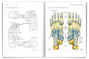 Riflessologia Plantare - li fondamenti