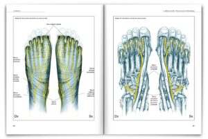 Riflessologia Plantare - li fondamenti