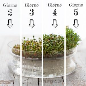 Germogli e fasi di crescita