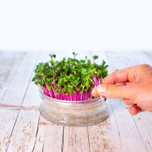 Germogliatore come centro tavola