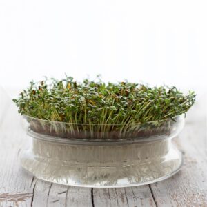 Germogliatore e germogli di crescione